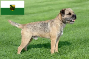 Lee más sobre el artículo Criadores y cachorros de Border Terrier en Sajonia