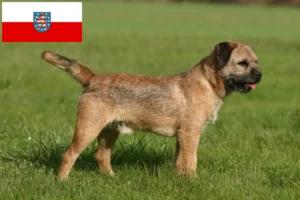 Lee más sobre el artículo Criadores de Border Terrier y cachorros en Turingia