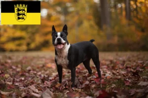 Lee más sobre el artículo Criadores de Boston Terrier y cachorros en Baden-Württemberg