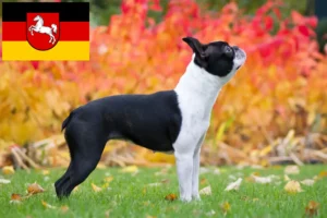 Lee más sobre el artículo Criadores de Boston Terrier y cachorros en Baja Sajonia