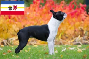 Lee más sobre el artículo Criadores de Boston Terrier y cachorros en Mecklemburgo-Pomerania Occidental