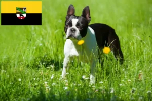 Lee más sobre el artículo Criadores de Boston Terrier y cachorros en Sajonia-Anhalt