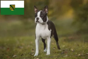 Lee más sobre el artículo Criadores de Boston Terrier y cachorros en Sajonia