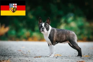 Lee más sobre el artículo Criadores de Boston Terrier y cachorros en Sarre