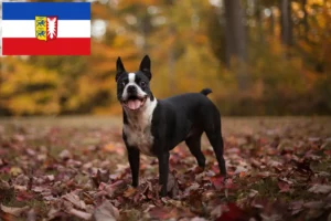 Lee más sobre el artículo Criadores de Boston Terrier y cachorros en Schleswig-Holstein