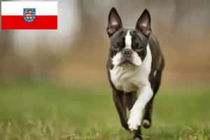 Lee más sobre el artículo Criadores de Boston Terrier y cachorros en Turingia