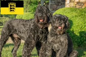 Lee más sobre el artículo Criadores de Bouvier des Flandres y cachorros en Baden-Württemberg