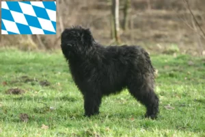 Lee más sobre el artículo Criadores y cachorros de Bouvier des Flandres en Baviera