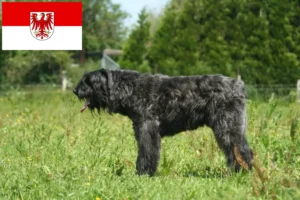 Lee más sobre el artículo Criadores de Bouvier des Flandres y cachorros en Brandenburgo