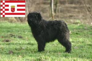 Lee más sobre el artículo Criadores de Bouvier des Flandres y cachorros en Bremen