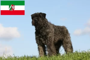 Lee más sobre el artículo Criadores de Bouvier des Flandres y cachorros en Renania del Norte-Westfalia