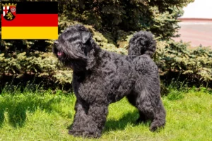 Lee más sobre el artículo Criadores de Bouvier des Flandres y cachorros en Renania-Palatinado