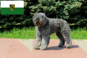 Lee más sobre el artículo Criadores y cachorros de Bouvier des Flandres en Sajonia