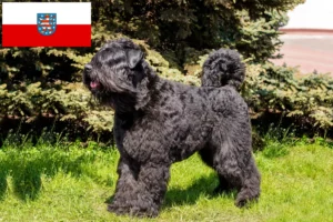 Lee más sobre el artículo Criadores y cachorros de Bouvier des Flandres en Turingia