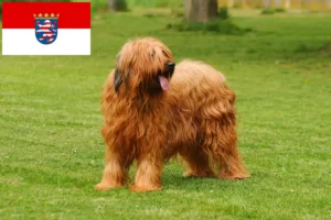Lee más sobre el artículo Criadores de Briard y cachorros en Hessen