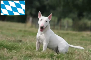 Lee más sobre el artículo Criadores de Bull Terrier y cachorros en Baviera