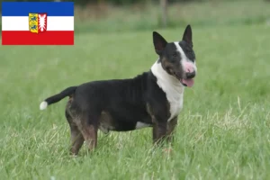 Lee más sobre el artículo Criadores de Bull Terrier y cachorros en Schleswig-Holstein