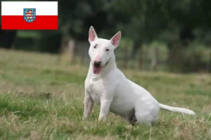 Lee más sobre el artículo Criadores de Bull Terrier y cachorros en Turingia