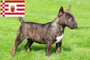 Lee más sobre el artículo Criadores de Bull Terrier miniatura y cachorros en Bremen