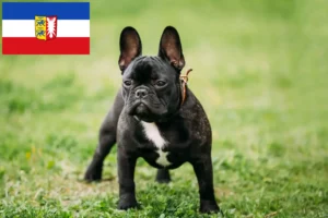 Lee más sobre el artículo Criadores de Bulldog Francés y cachorros en Schleswig-Holstein