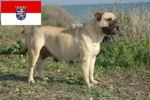 Lee más sobre el artículo Criadores de Bullmastiff y cachorros en Hessen