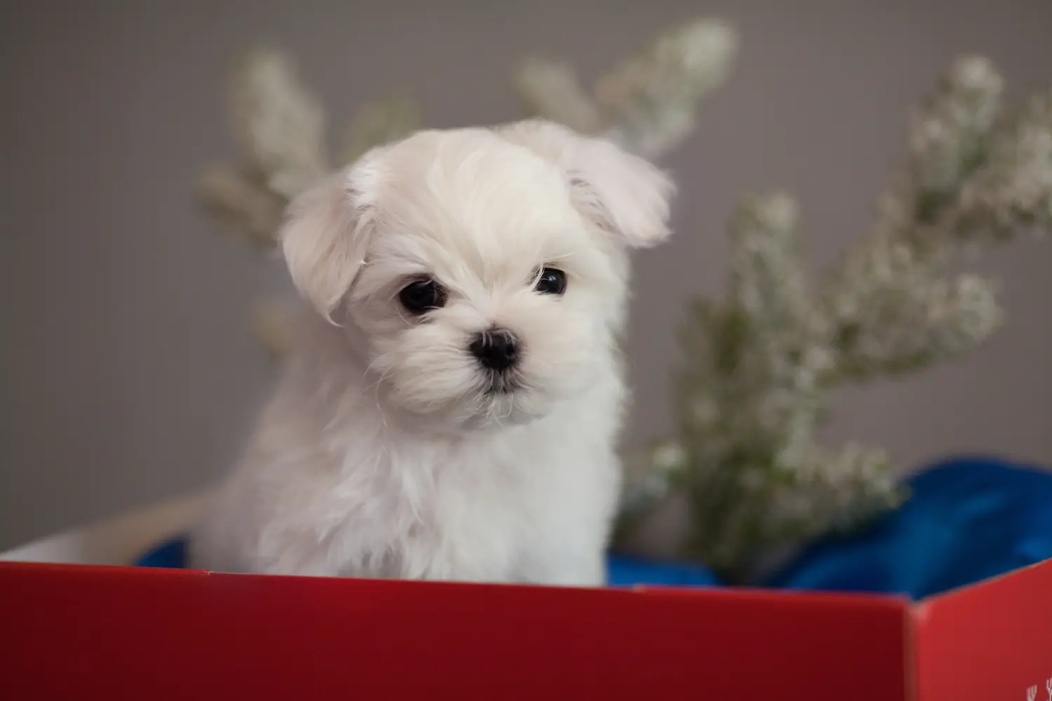 Comprar un cachorro maltés significa asumir responsabilidades. Comprar cachorros malteses.