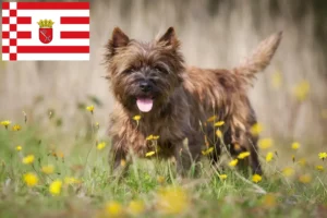 Lee más sobre el artículo Criadores de Cairn Terrier y cachorros en Bremen