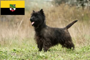 Lee más sobre el artículo Criadores de Cairn Terrier y cachorros en Sajonia-Anhalt