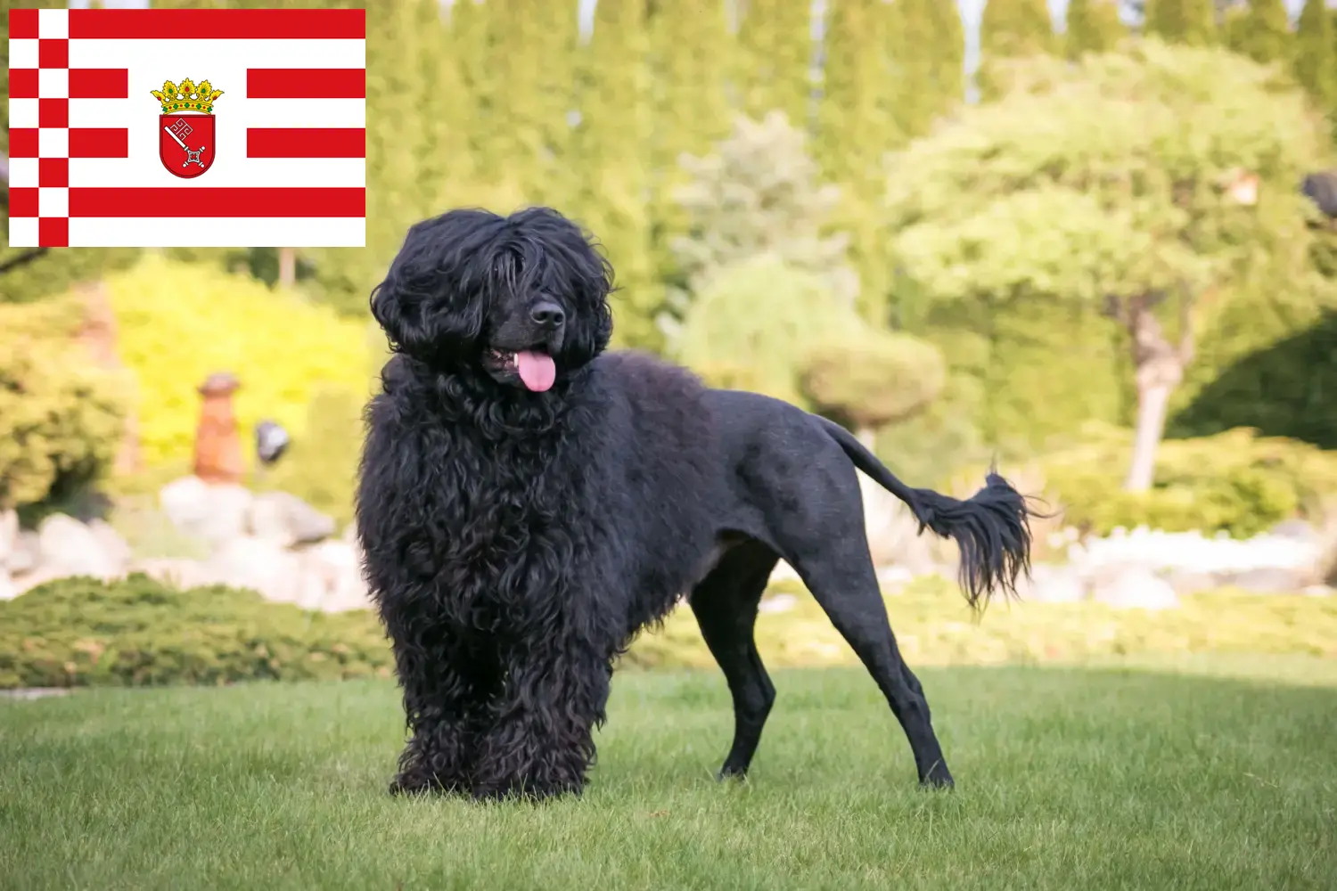 Lee más sobre el artículo Cão de Agua português criadores y cachorros en Bremen