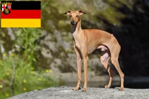 Lee más sobre el artículo Criadores de carillones de viento italianos y cachorros en Renania-Palatinado