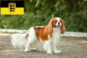 Lee más sobre el artículo Criadores de Cavalier King Charles Spaniel y cachorros en Baden-Württemberg