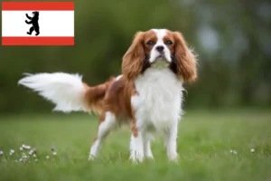 Lee más sobre el artículo Cavalier King Charles Spaniel criadores y cachorros en Berlín
