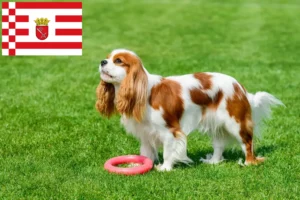 Lee más sobre el artículo Cavalier King Charles Spaniel criadores y cachorros en Bremen