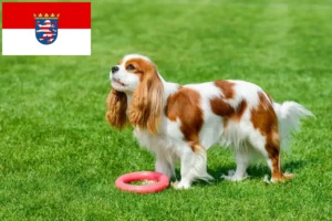 Lee más sobre el artículo Cavalier King Charles Spaniel criadores y cachorros en Hessen