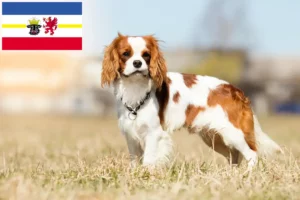 Lee más sobre el artículo Criadores de Cavalier King Charles Spaniel y cachorros en Mecklemburgo-Pomerania Occidental