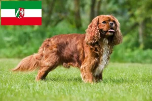 Lee más sobre el artículo Criadores de Cavalier King Charles Spaniel y cachorros en Renania del Norte-Westfalia