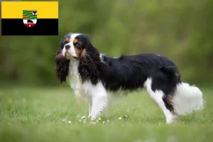 Lee más sobre el artículo Criadores de Cavalier King Charles Spaniel y cachorros en Sajonia-Anhalt