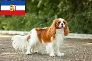 Lee más sobre el artículo Criadores de Cavalier King Charles Spaniel y cachorros en Schleswig-Holstein