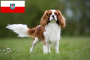 Lee más sobre el artículo Criadores de Cavalier King Charles Spaniel y cachorros en Turingia