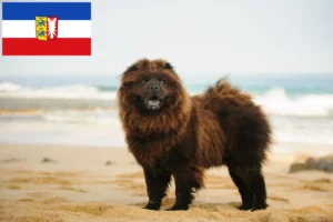 Lee más sobre el artículo Criadores de Chow-Chow y cachorros en Schleswig-Holstein