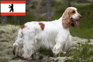 Lee más sobre el artículo Cocker Spaniel inglés criador y cachorros en Berlín