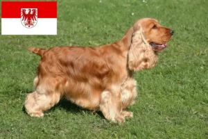 Lee más sobre el artículo Criadores de Cocker Spaniel Inglés y cachorros en Brandenburgo
