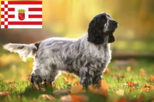 Lee más sobre el artículo Criador de Cocker Spaniel Inglés y cachorros en Bremen
