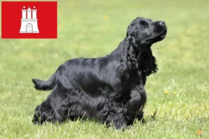 Lee más sobre el artículo Cocker Spaniel Inglés criador y cachorros en Hamburgo