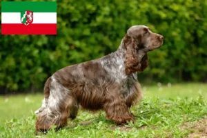 Lee más sobre el artículo Criadores de Cocker Spaniel Inglés y cachorros en Renania del Norte-Westfalia