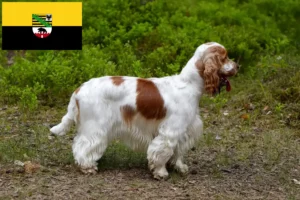 Lee más sobre el artículo Criadores de Cocker Spaniel Inglés y cachorros en Sajonia-Anhalt