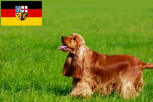Lee más sobre el artículo Criadores de Cocker Spaniel Inglés y cachorros en Sarre