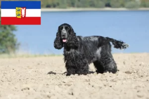 Lee más sobre el artículo Criadores de Cocker Spaniel Inglés y cachorros en Schleswig-Holstein