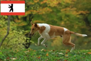 Lee más sobre el artículo Criadores de Collie y cachorros en Berlín
