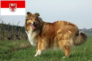 Lee más sobre el artículo Criadores de Collie y cachorros en Brandenburgo